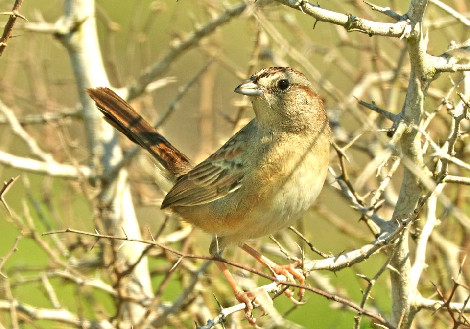 867 - BOTTERI'S SPARROW (4-25-2019) texana subspecies, palo alto battlefield nat historic site, cameron co, tx (3)