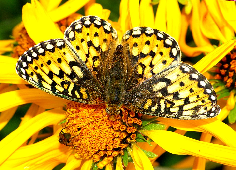 FRITILLARY, MORMON (Speyeria mormonia) (8-4-08) dunton meadows, dolores co, co  (4)