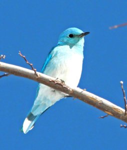 736 - MOUNTAIN BLUEBIRD (1-30-12) patagonia lake, scc, az - (3)