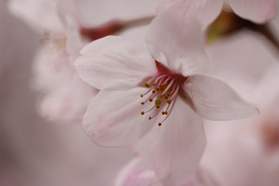 Pink flower flower petal