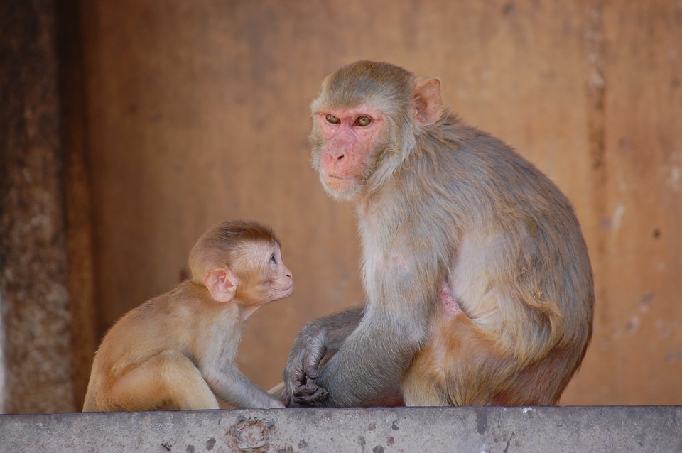 Look mother-child animal