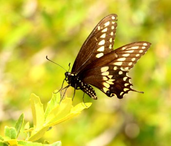 SWALLOWTAIL, BLACK (Papilio polyxenes) (8-12-2018) upper humboldt canyon, patagonia mts, santa cruz co, az -01