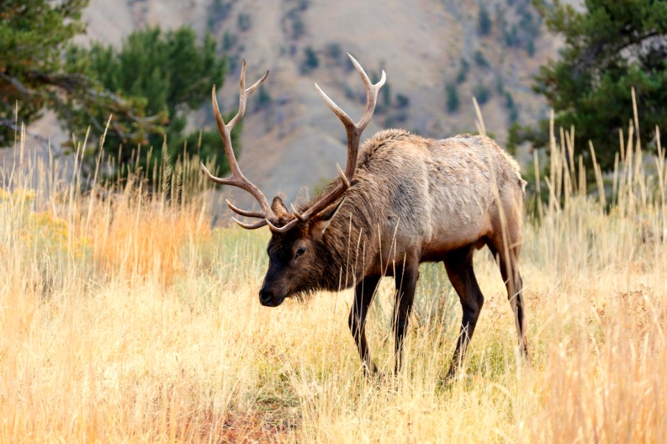 Bull elk grazing in Mammoth Hot Springs