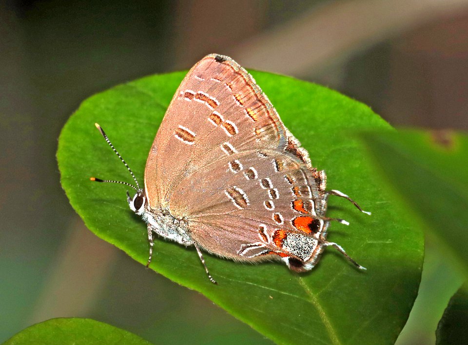 HAIRSTREAK, KING (Satyrium favoniius) (6-15-2017) weymouth woods sandhills preserve, richmond co, nc -02