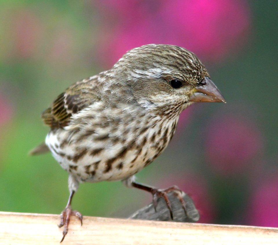 962 - PURPLE FINCH (5-25-08) fem, canet rd, slo co, ca