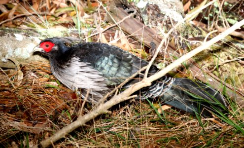 KALIJ PHEASANT (9-9-2017) kipukapuaulu trail, kilauea area, hawai'i co, hawaii -02 male