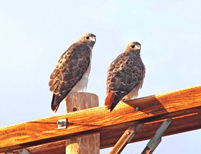230 - RED-TAILED HAWK (9-12-10) patagonia, scc, az (2)