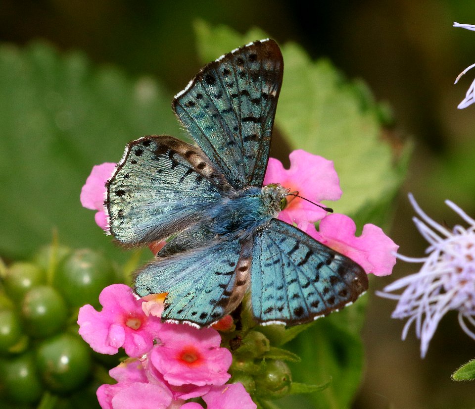 METALMARK, BLUE (Lasaia sula) (11-14-2016) resaca de la palma s p, cameron co, tx -03 male