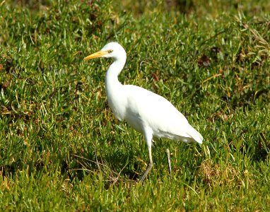 192 - CATTLE EGRET (1-22-10) e nat park, fl  (2)