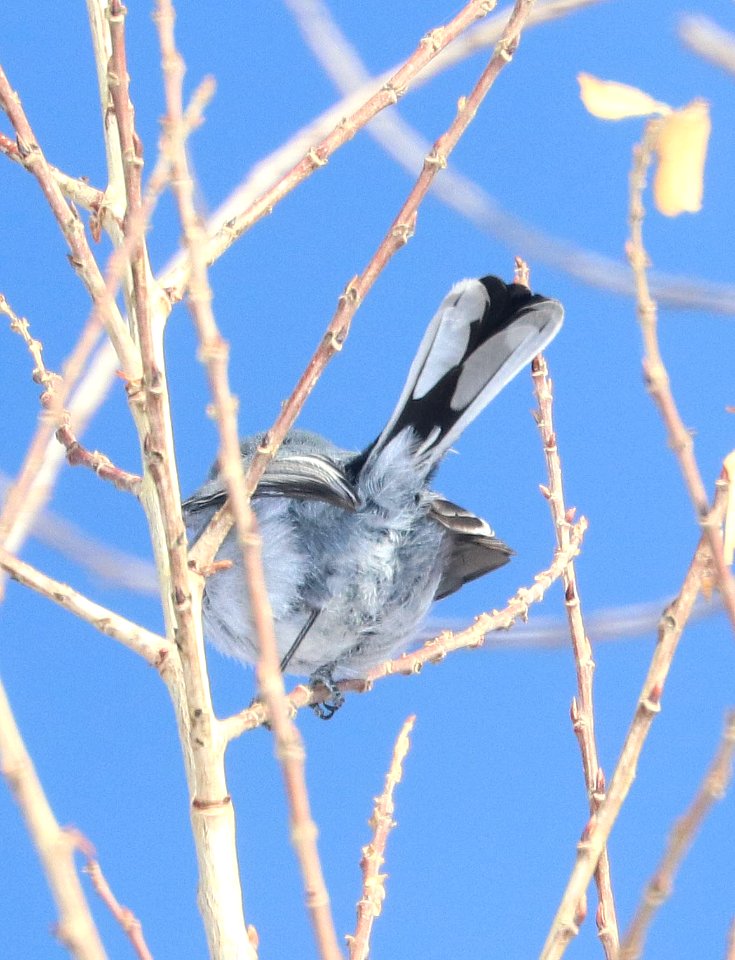 503 - BLACK-TAILED GNATCATCHER (2-10-2018) patagonia lake, santa cruz co, az -01