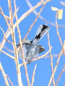 503 - BLACK-TAILED GNATCATCHER (2-10-2018) patagonia lake, santa cruz co, az -01