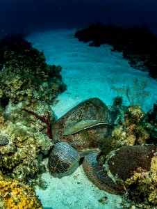 Loggerhead-9577