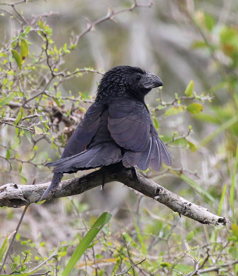 448 - GROOVE-BILLED ANI (2-15-2015) laguna atascosa n w r, cameron co, tx -06