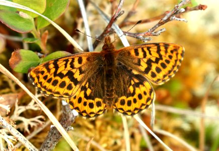 FRITILLARY, FREIJA (Boloria freija) (6-10-2019) tangle lake, mile 20, denali highway, alaska -02
