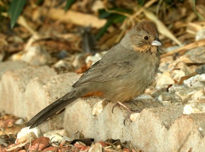 863 - CANYON TOWHEE (1-31-2019) hereford, az -01