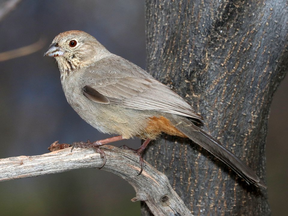 863 - CANYON TOWHEE (3-11-2020) hereford, cochise co, az -03