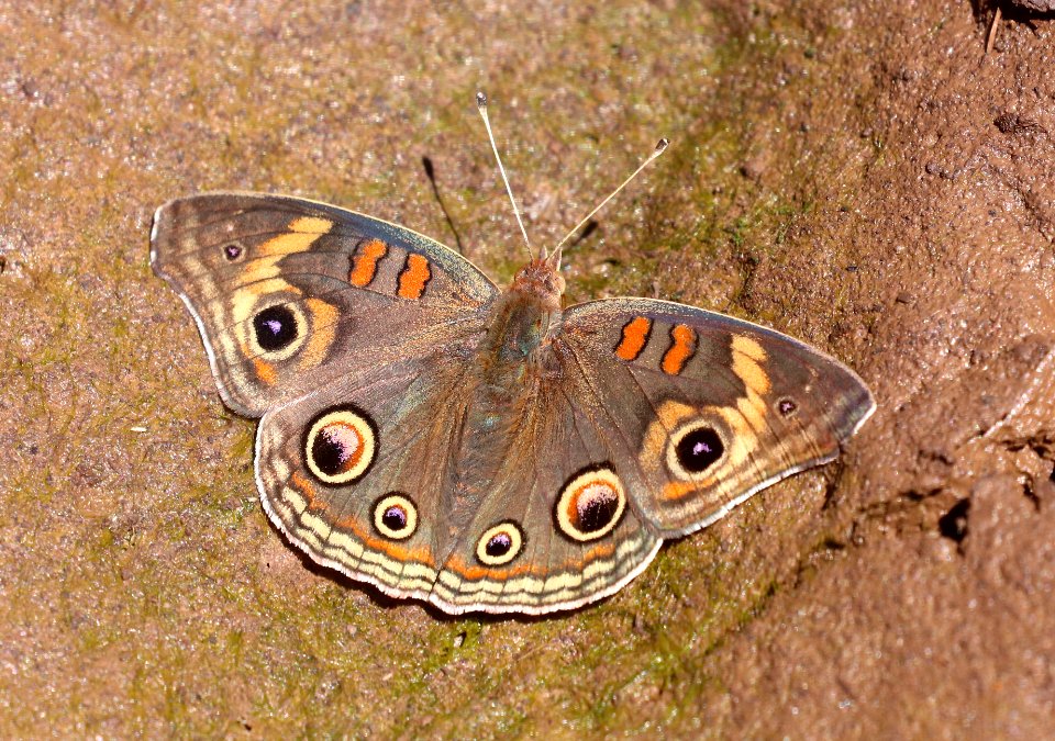 BUCKEYE, COMMON (Junonia coenia) (6-18-2020) 7900 ft, hall's tank #3, greene's mt area, apache co, az -04