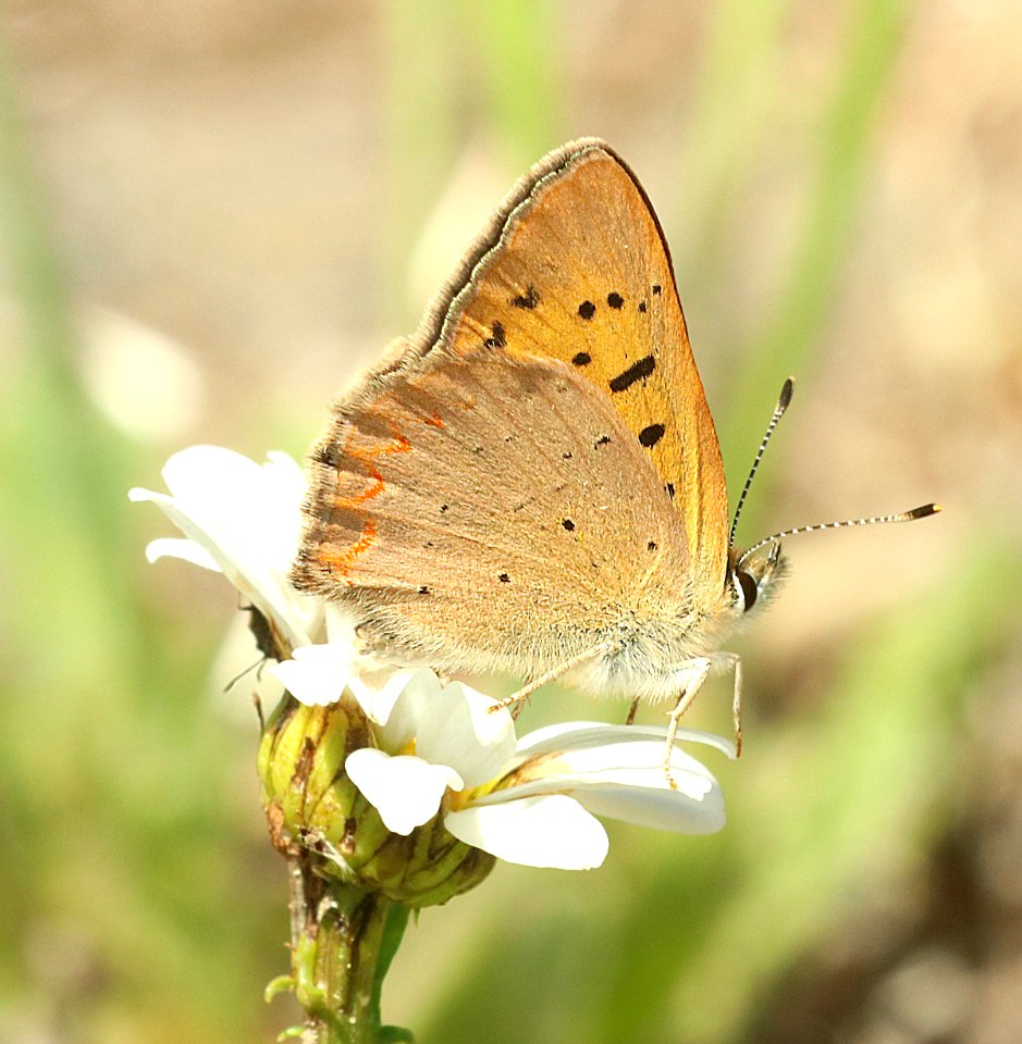 COPPER, PURPLISH (Lycaena helloides) (6-24-2018) skamania co, wa -02