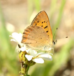 COPPER, PURPLISH (Lycaena helloides) (6-24-2018) skamania co, wa -02