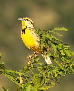 932 - LILIAN'S EASTERN MEADOWLARK (6-1-2019) hereford, cochise co, az -01