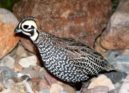 072 - MONTEZUMA QUAIL (8-20-2014) 78 circulo montana, patagonia lake ranch estates, scc, az -01