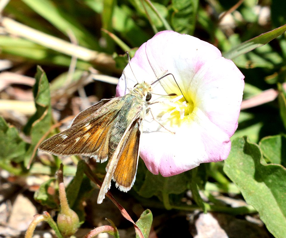SKIPPER, UNCAS  (Hesperia uncas) (5-22-2020) mile marker 123.3, rte 60, approx 15 miles west of socorro, socorro co, nm -07