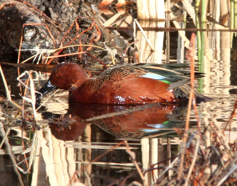 TEAL, CINNAMON (2-4-12) patagonia lake , scc, az -03
