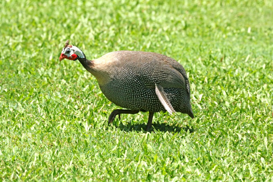 HELMETED GUINEAFOWL (9-6-2017)  Waiakea Pond, hilo, hawai'i co, hawaii -01