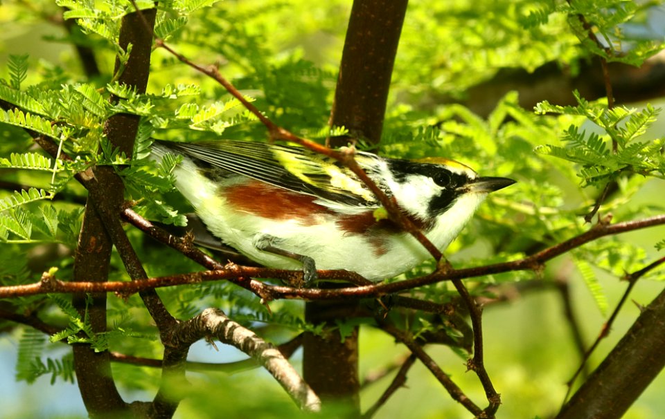 830 - CHESTNUT-SIDED WARBLER (4-26-2019) convention center, south padre island, cameron co, tx -01