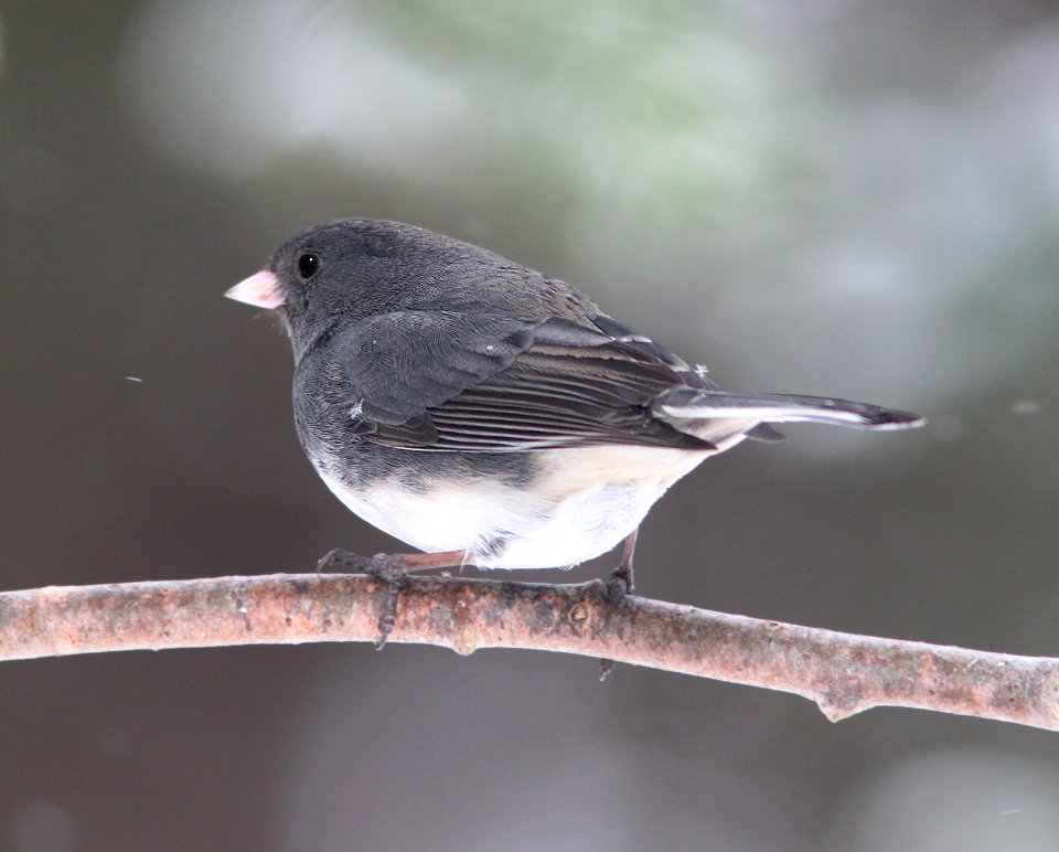 899 - DARK-EYED JUNCO (2-14-11) state-colored, st vincents, newfoundland