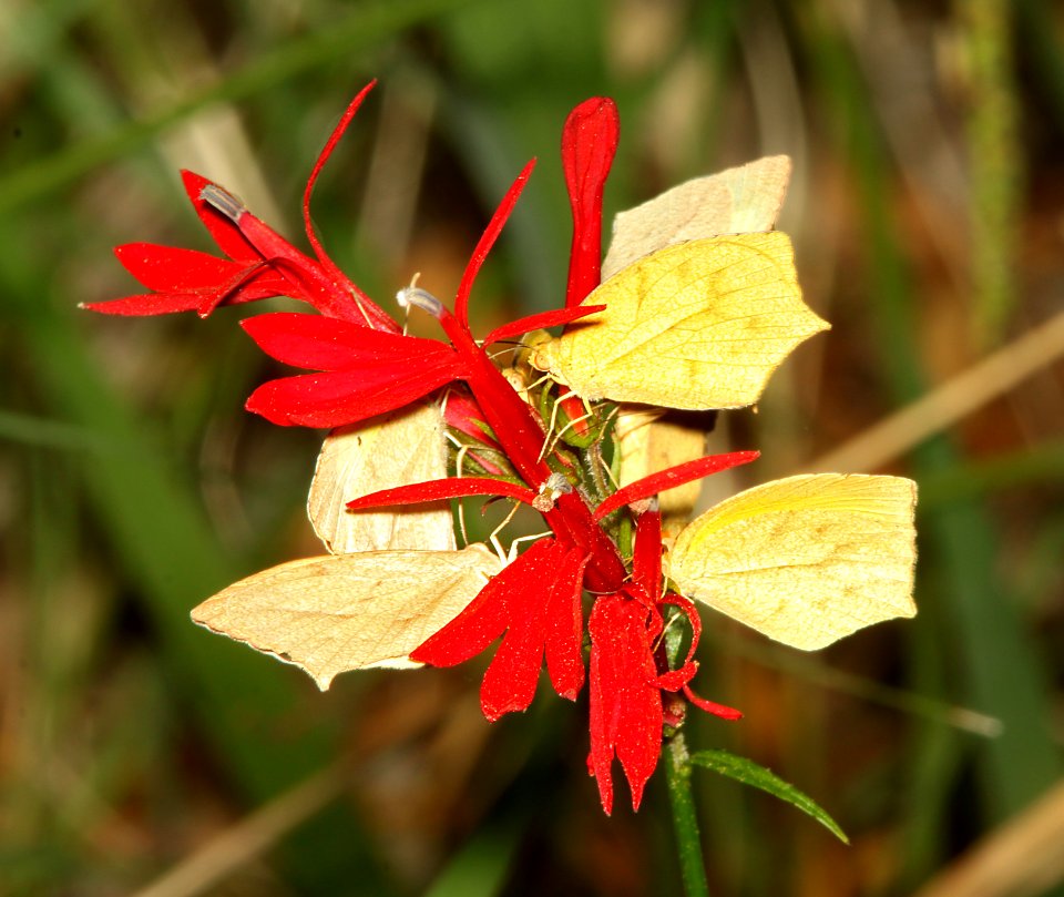 CARDINAL FLOWER with ornaments (10-30-12) sycamore cyn off ruby road, scc, az -03