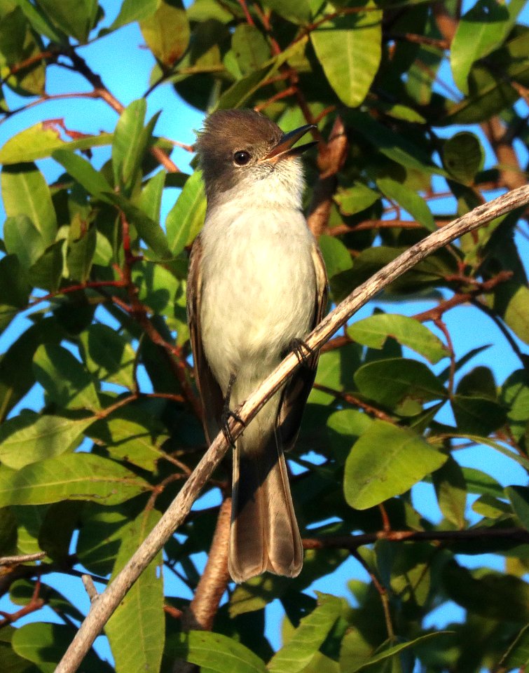595 - LA SAGRA'S FLYCATCHER (1-8-2020) everglades national park, miami-dade co, fl -11