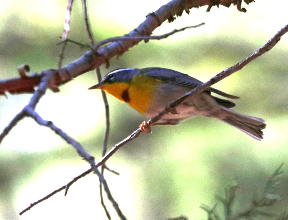 830 - CRESCENT-CHESTED WARBLER (4-29-2020) turkey creek, chiricahua mts, cochise co, az -02
