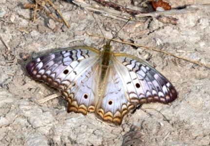PEACOCK, WHITE (Anartia jatrophae) (10-27-2020) sabal palm sanctuary, cameron co, tx -02