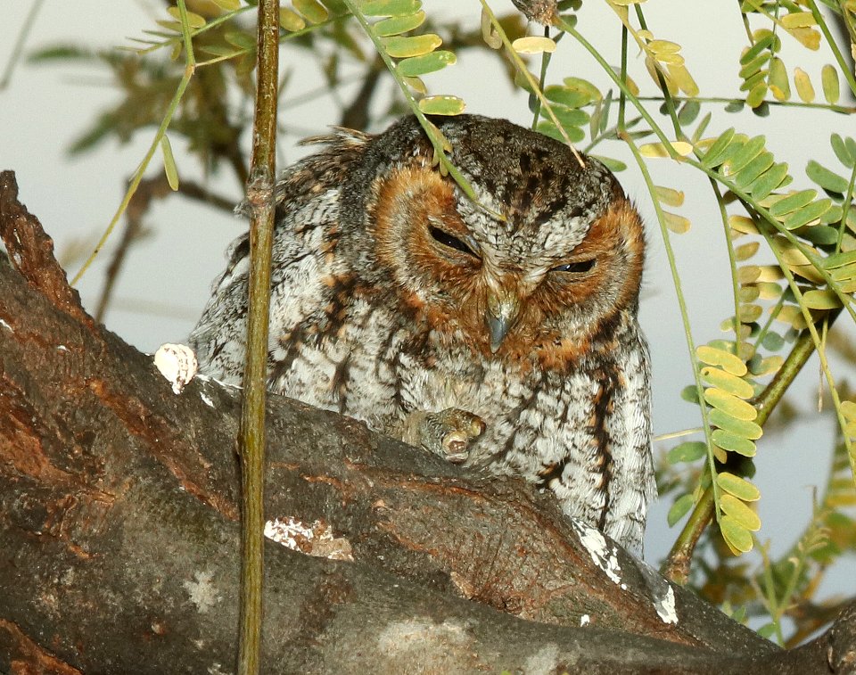 450 - FLAMMULATED OWL (12-6-2018) patagonia lake state park, santa cruz, az -06