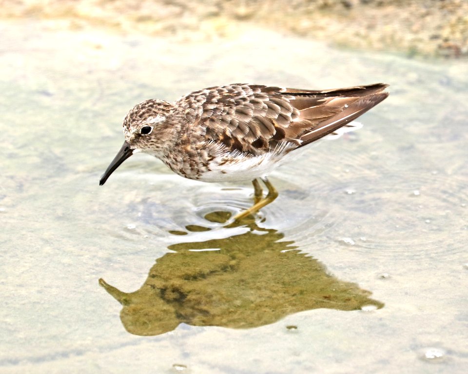 317 - LEAST SANDPIPER (8-3-2017) chicago marsh, santa clara co, ca -02