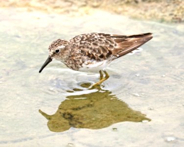 317 - LEAST SANDPIPER (8-3-2017) chicago marsh, santa clara co, ca -02