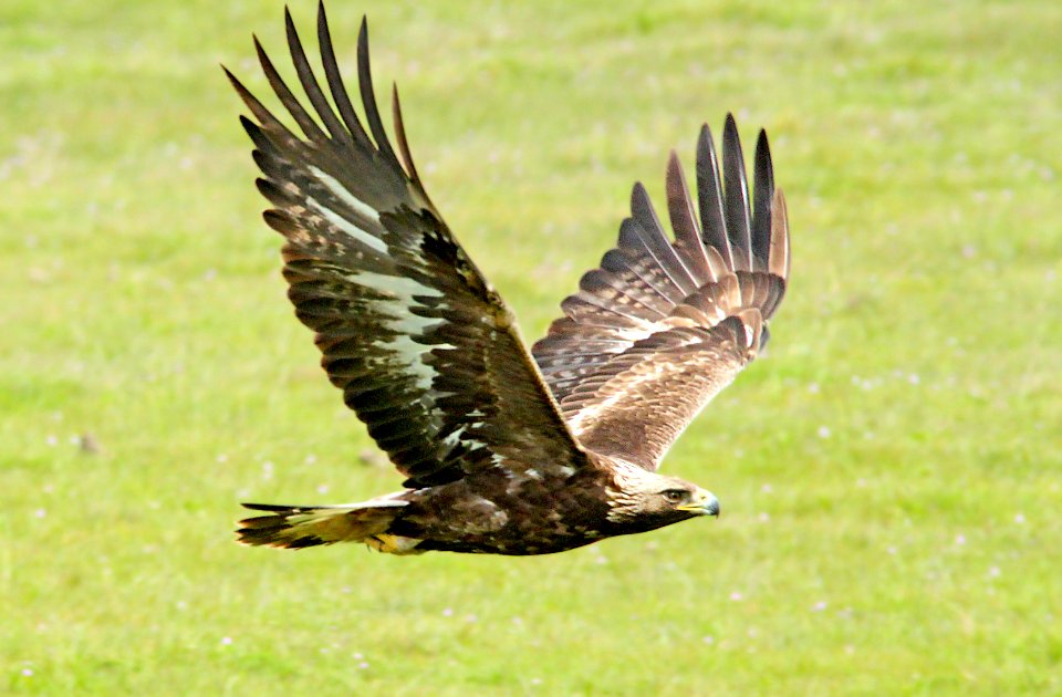 233 - GOLDEN EAGLE (3-21-10) san simeon, slo co, ca  (4)