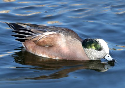 027 - AMERICAN WIGEON (12-05-2015) bernalillo co, nm -08