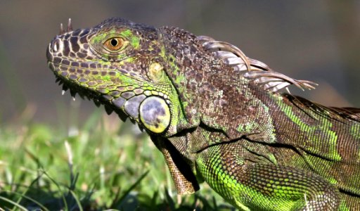 GREEN IGUANA (Iguana iguana) (1-7-2020) fairchild tropical gardens, coral gables, miami-dade co, fl -07