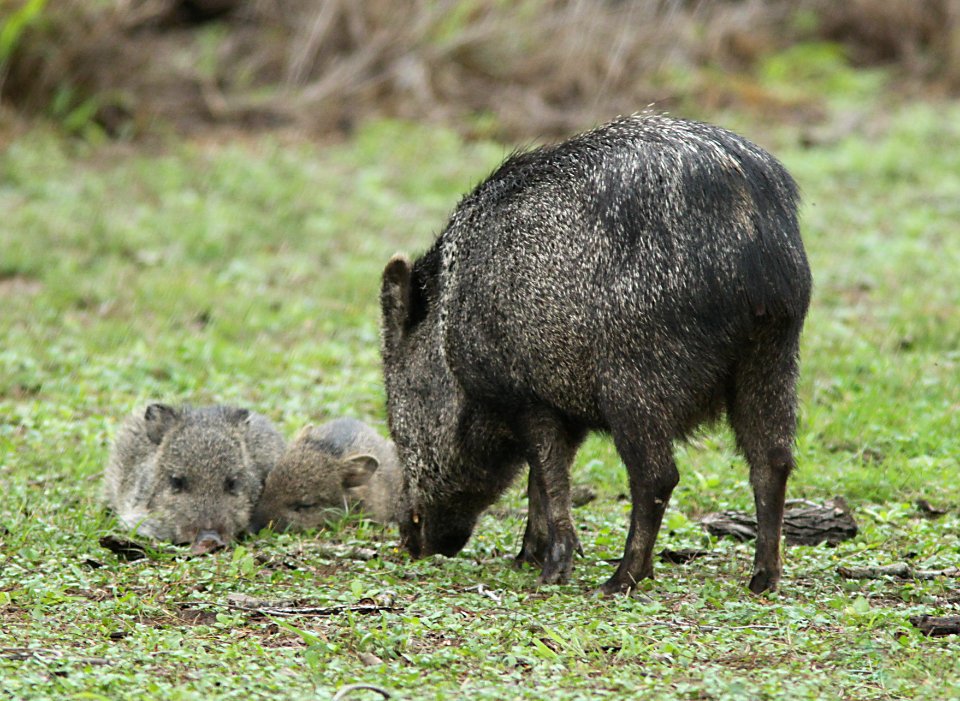 PECCARY, COLLARED (Tayassu tajacu) (2-4-10) bentsen-rio grande state park, tx -01
