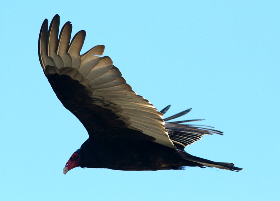 203 - TURKEY VULTURE (12-30-07) canet rd, slo co, ca (6)
