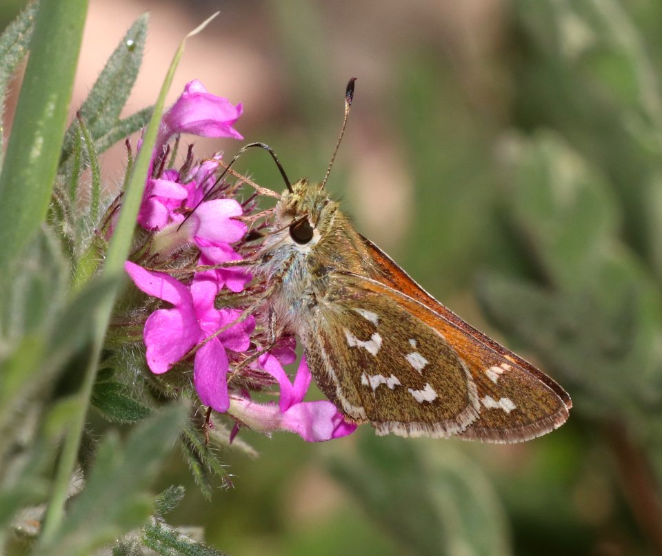 SKIPPER, WESTERN BRANDED (Hesperia colorado susanae) (7-9-2020) 9075 ft, upper hospital flats, mt graham, pinaleno mts, graham co, az -05
