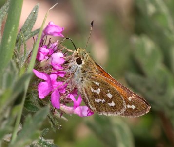 SKIPPER, WESTERN BRANDED (Hesperia colorado susanae) (7-9-2020) 9075 ft, upper hospital flats, mt graham, pinaleno mts, graham co, az -05