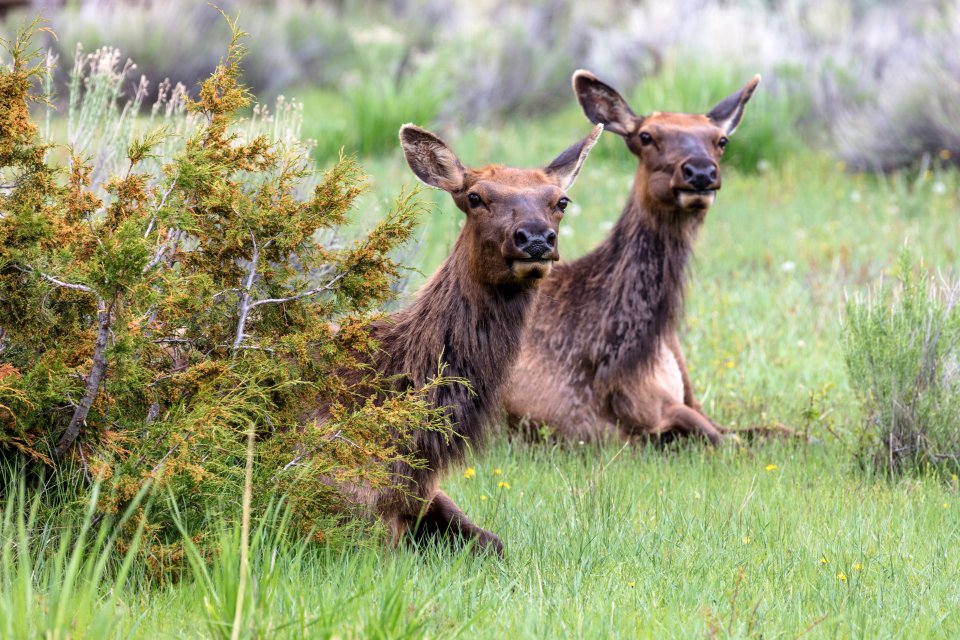 Cow elk hiding in the bushes in Mammoth Hot Springs