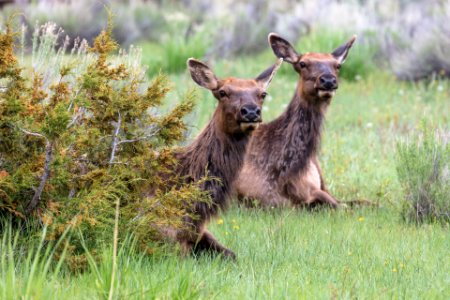 Cow elk hiding in the bushes in Mammoth Hot Springs photo