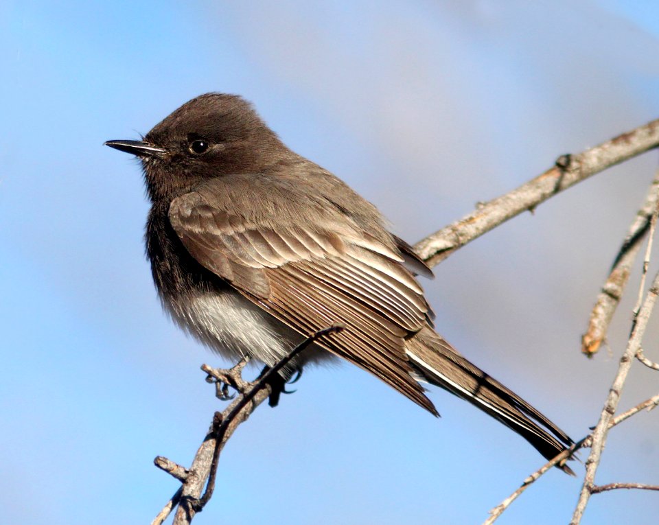 586 - BLACK PHOEBE (1-17-13) just s of Rio Rico Dr, scc, az -01