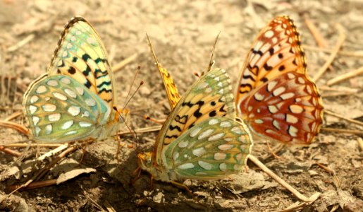 FRITILLARY, ZERENE (Speyeria zerene platina) &  NORTHWESTERN (Speyeria hesperis) (6-30-2018) 6500 ft, trail n-w from upper penstamon c g, cassia co, id (6)