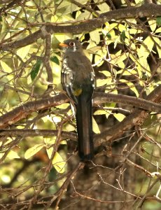 514 - ELEGANT TROGON (7-26-2018) upper humboldt canyon, patagonia mts, santa cruz co, az -06 juvenile
