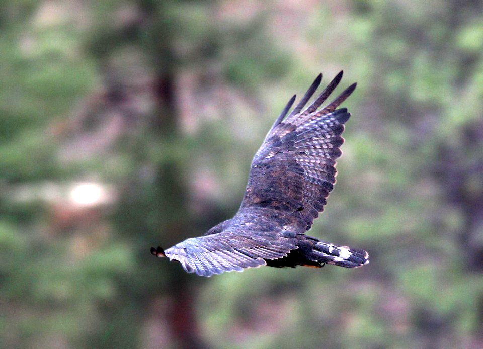 229 - ZONE-TAILED HAWK (8-17-11) los alamos, nm  (1)